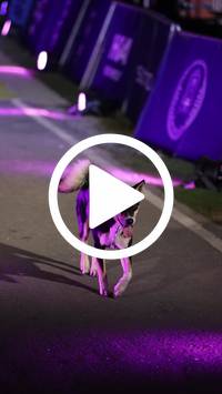 BIB:  <button type="button" onclick="openModal(27790523)" class="btn btn-primary btn-sm float-right" data-toggle="modal" data-target=".modal-high-quality">
                <i class="fa fa-download"></i> Download
                </button>